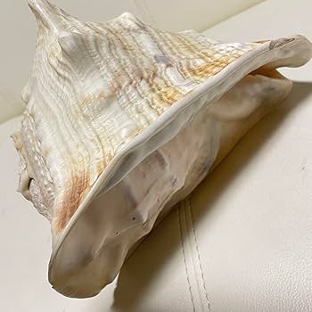 法螺貝セット 大中小 置物 12個セット 法螺貝 (17.5~31cm)